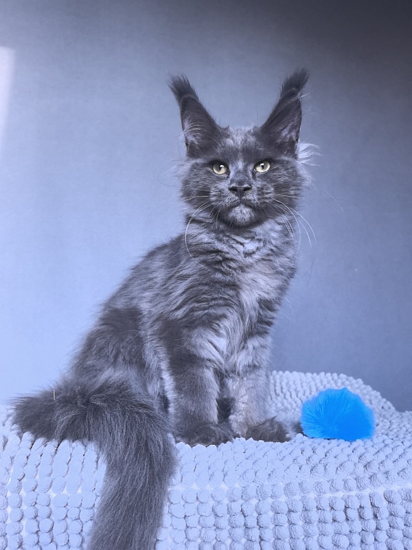 Ru*Fus Akbars - Kitten maine-coon 3 months 1.5 week