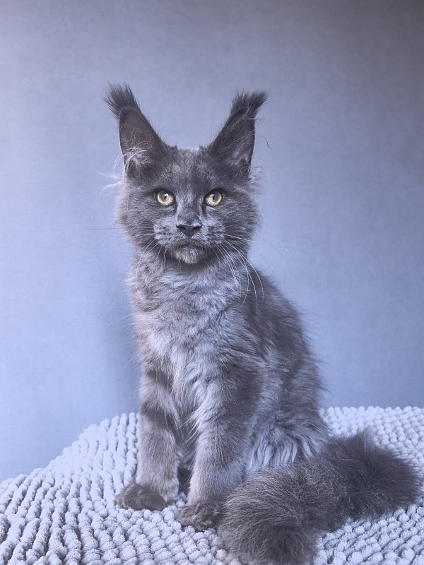 Ru*Fus Akbars - Kitten maine-coon 3 months 1.5 week