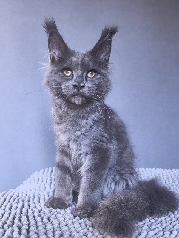 Ru*Fus Akbars - Kitten maine-coon 3 months 1.5 week