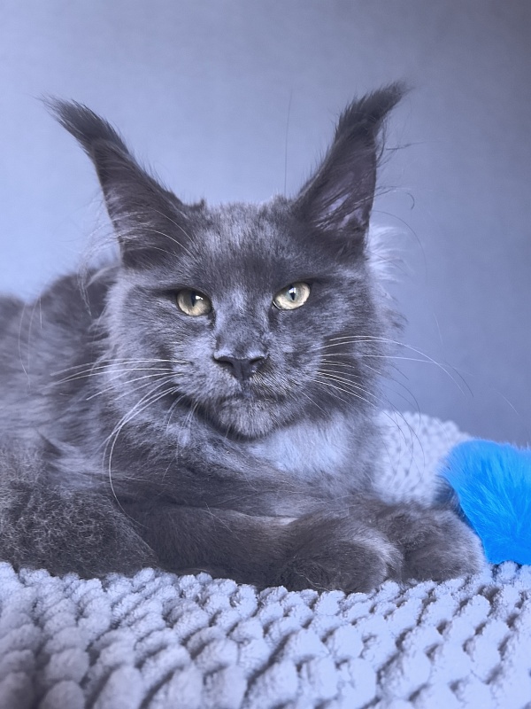 Ru*Fus Akbars - Kitten maine-coon 3 months 1.5 week