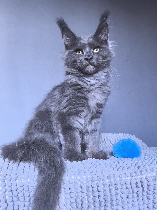 Ru*Fus Akbars - Kitten maine-coon 3 months 1.5 week