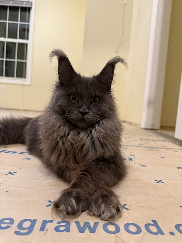 Rose Mary Akbars - Kitten maine-coon 6 months 1 week