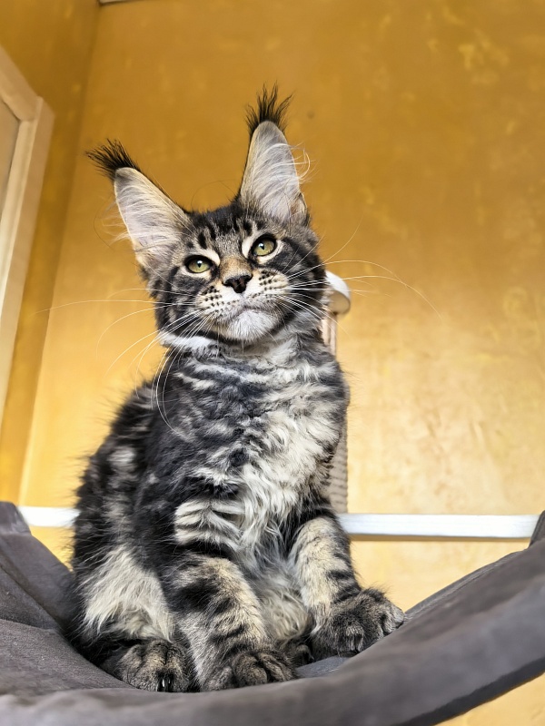 Sun Oscar Akbars - Kitten maine-coon 2 months 3 weeks