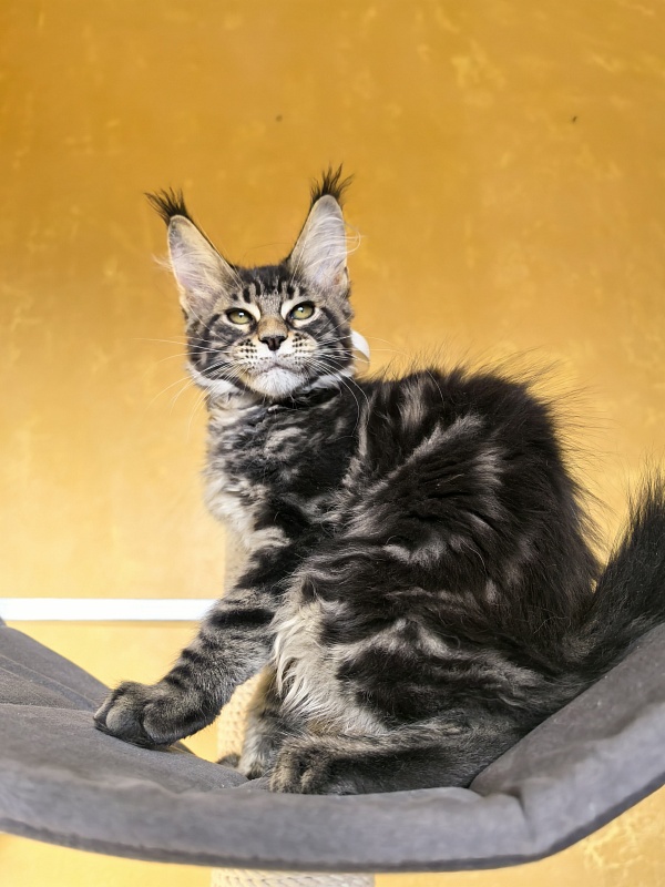 Sun Oscar Akbars - Kitten maine-coon 2 months 3 weeks