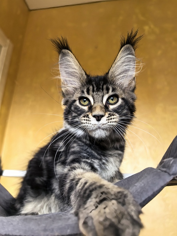 Sun Oscar Akbars - Kitten maine-coon 2 months 3 weeks