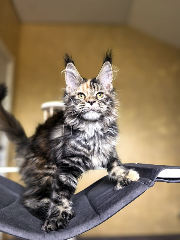 Stella Akbars (polydactyl) - Kitten maine-coon 3 months 1 week