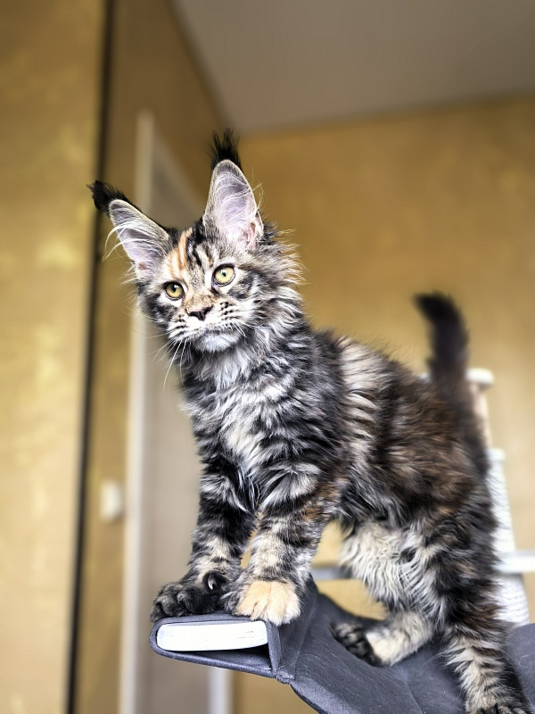 Stella Akbars (polydactyl) - Kitten maine-coon 3 months 1 week