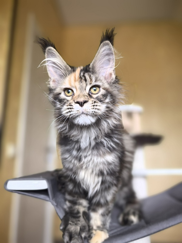 Stella Akbars (polydactyl) - Kitten maine-coon 3 months 1 week