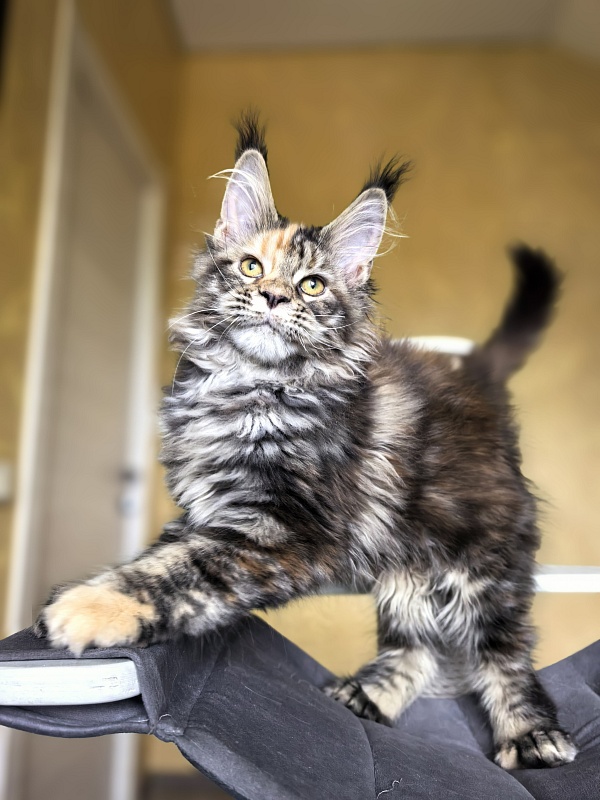 Stella Akbars (polydactyl) - Kitten maine-coon 3 months 1 week