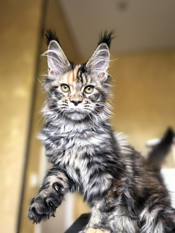 Stella Akbars (polydactyl) - Kitten maine-coon 3 months 1 week
