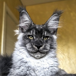 Quinn Akbars (polydactyl 66/66)