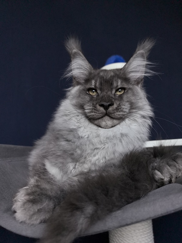 Quinn Akbars (polydactyl 66/66) - Kitten maine-coon 4 months 3.5 weeks