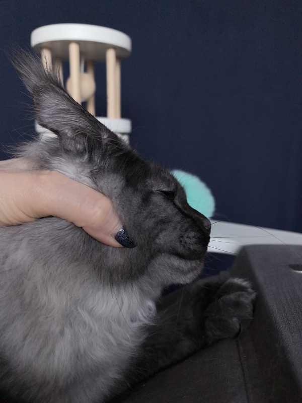 Quinn Akbars (polydactyl 66/66) - Kitten maine-coon 4 months 3.5 weeks