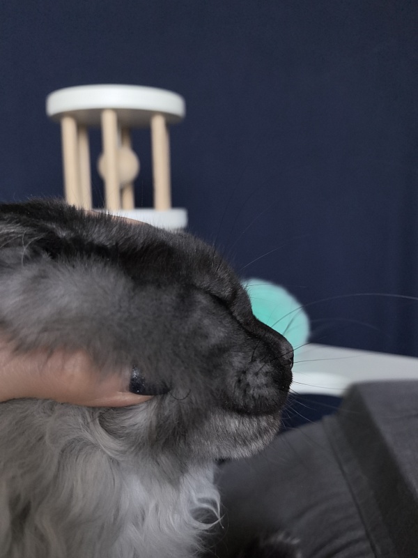 Quinn Akbars (polydactyl 66/66) - Kitten maine-coon 4 months 3.5 weeks