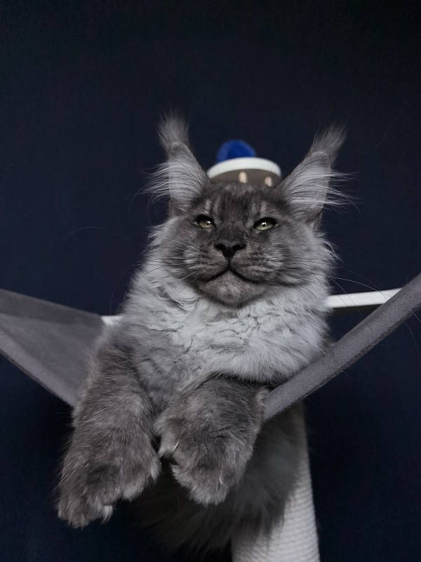 Quinn Akbars (polydactyl 66/66) - Kitten maine-coon 4 months 3.5 weeks