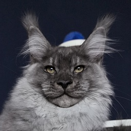 Quinn Akbars (polydactyl 66/66)