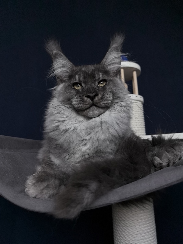 Quinn Akbars (polydactyl 66/66) - Kitten maine-coon 4 months 3.5 weeks