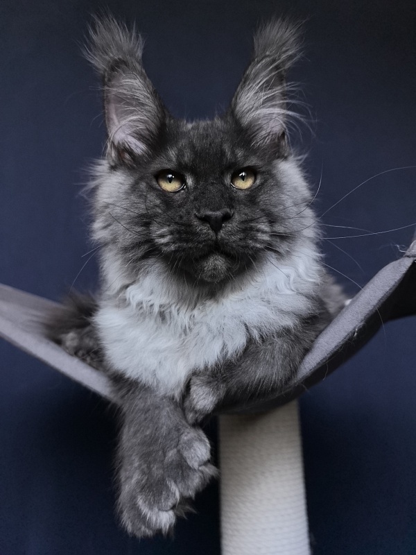 Quill Akbars (polydactyl 66/66) - Kitten maine-coon 4 months 3.5 weeks