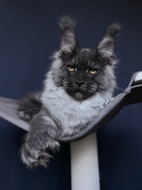 Quill Akbars (polydactyl 66/66) - Kitten maine-coon 4 months 3.5 weeks