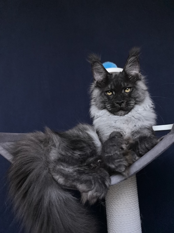 Quill Akbars (polydactyl 66/66) - Kitten maine-coon 4 months 3.5 weeks