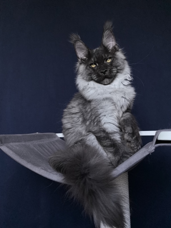 Quill Akbars (polydactyl 66/66) - Kitten maine-coon 4 months 3.5 weeks