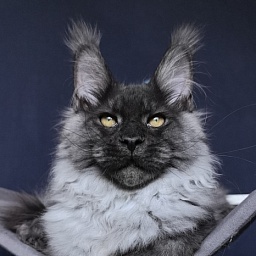 Quill Akbars (polydactyl 66/66)