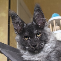 Quill Akbars (polydactyl 66/66)