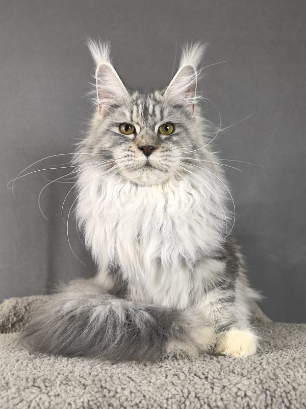 Queen*Tessa Akbars (66/66) - Junior maine-coon 7 months 2 weeks