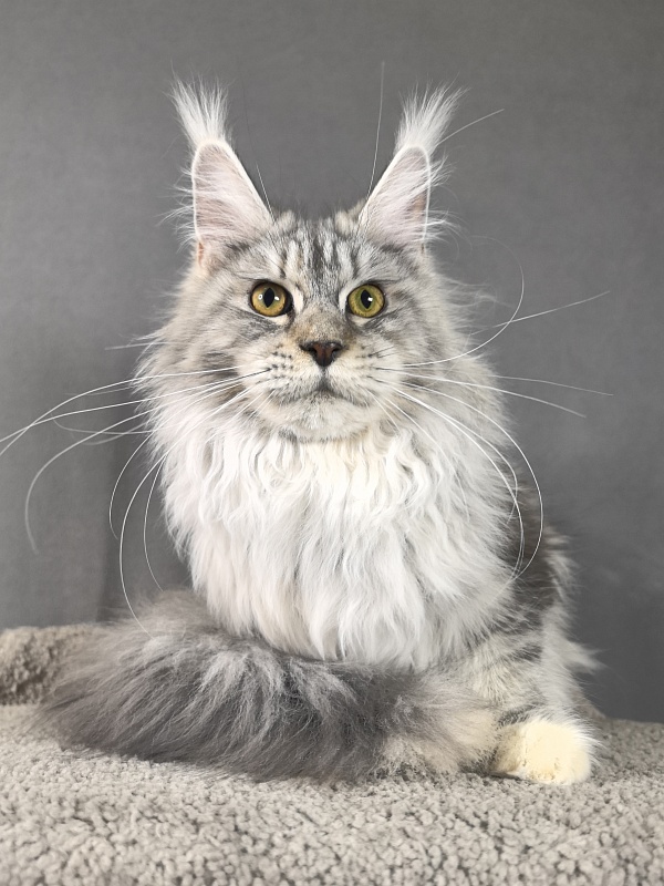 Queen*Tessa Akbars (66/66) - Junior maine-coon 7 months 2 weeks