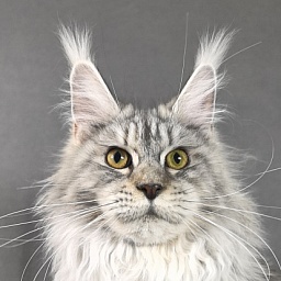 Queen*Tessa Akbars (66/66)