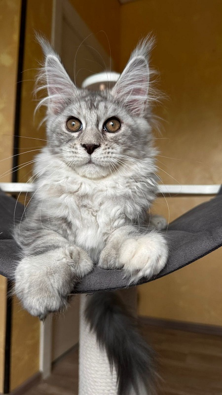 Quin*Tessa Akbars - Kitten maine-coon 3 months 2.5 weeks