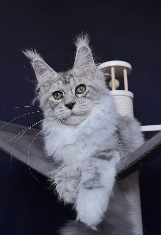 Quin*Tessa Akbars (polydactyl 66/66)l - Kitten maine-coon 4 months 3.5 weeks