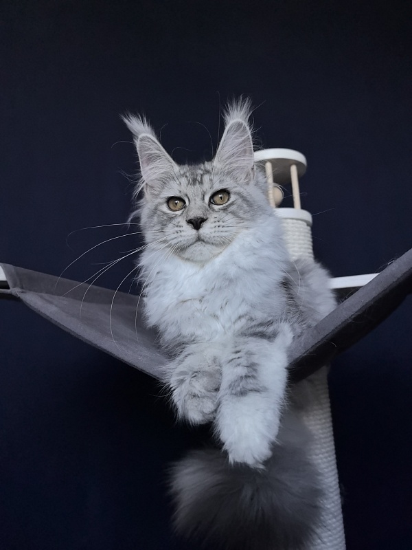 Quin*Tessa Akbars (polydactyl 66/66)l - Kitten maine-coon 4 months 3.5 weeks