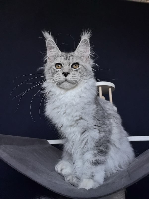 Quin*Tessa Akbars (polydactyl 66/66)l - Kitten maine-coon 4 months 3.5 weeks