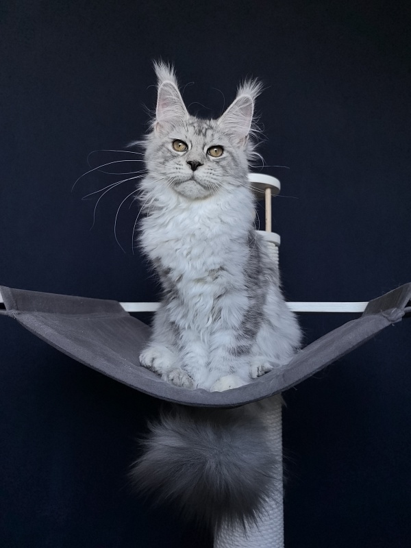 Quin*Tessa Akbars (polydactyl 66/66)l - Kitten maine-coon 4 months 3.5 weeks