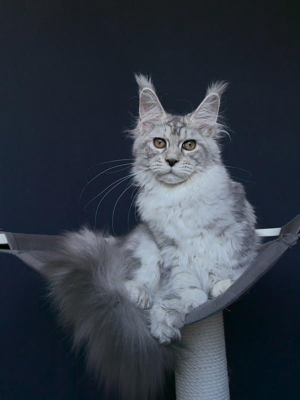 Quin*Tessa Akbars (polydactyl 66/66)l - Kitten maine-coon 4 months 3.5 weeks