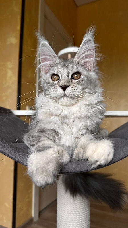 Quin*Tessa Akbars - Kitten maine-coon 3 months 2.5 weeks