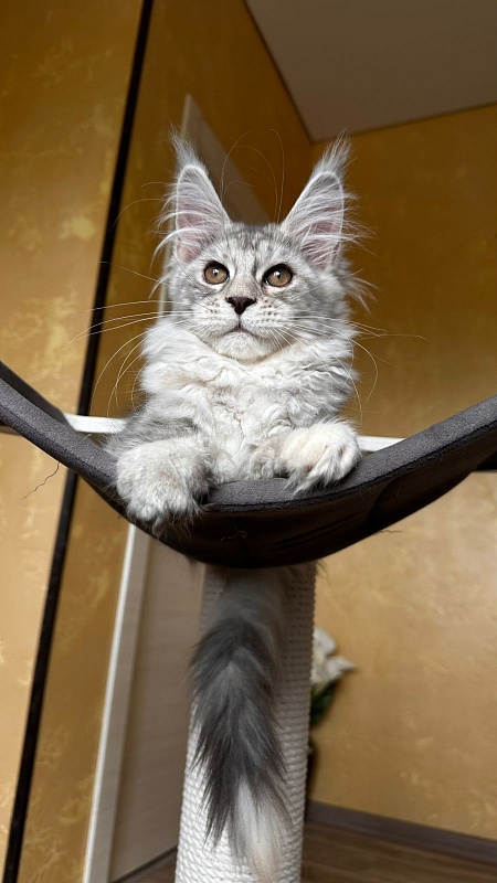 Quin*Tessa Akbars - Kitten maine-coon 3 months 2.5 weeks