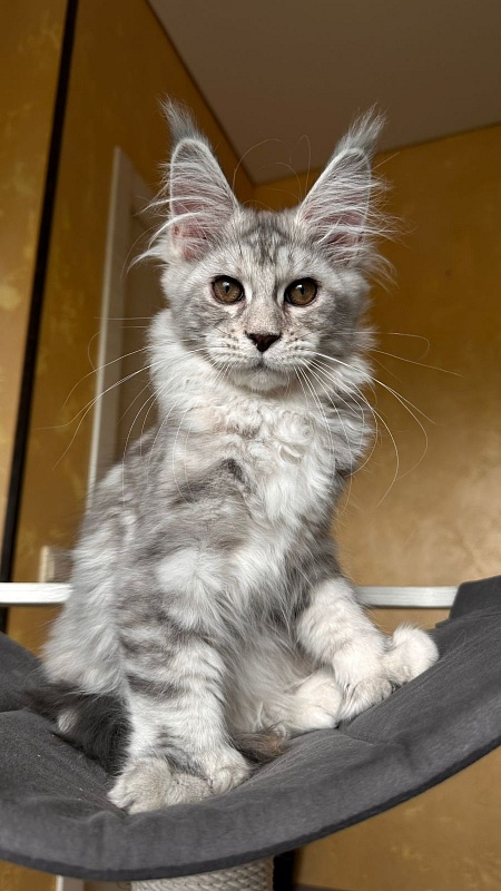 Quin*Tessa Akbars - Kitten maine-coon 3 months 2.5 weeks