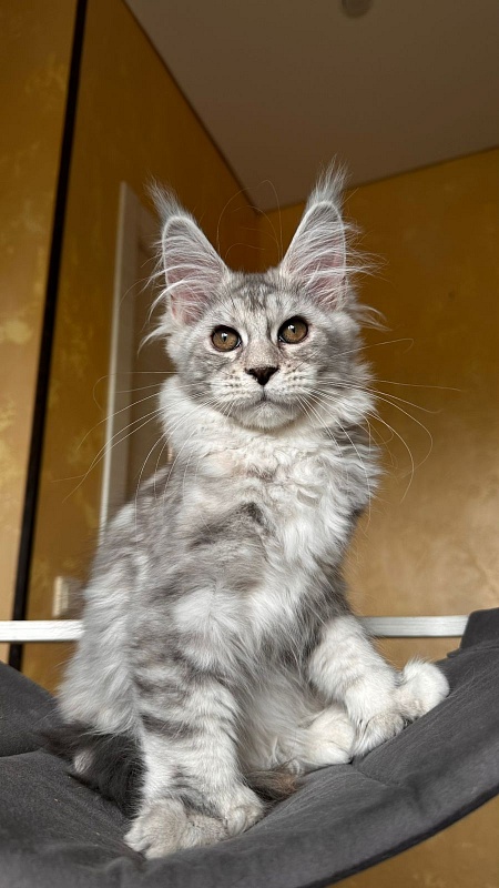 Quin*Tessa Akbars - Kitten maine-coon 3 months 2.5 weeks