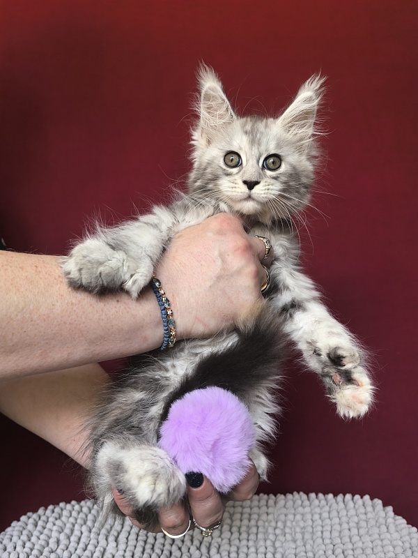 Quin*Tessa Akbars - Kitten maine-coon 1 month 1 week