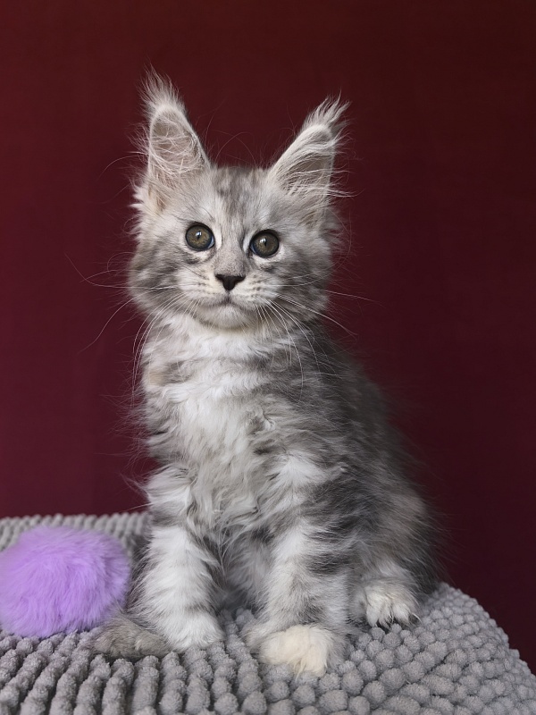 Quin*Tessa Akbars - Kitten maine-coon 1 month 1 week