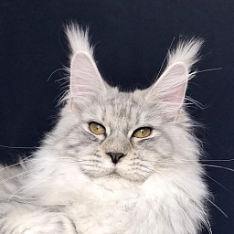 Queen*Tessa Akbars (66/66)