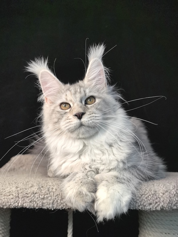 Queen*Tessa Akbars (66/66) - Kitten maine-coon 5 months 2.5 weeks