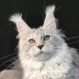 Quin*Tessa Akbars (polydactyl 66/66)l