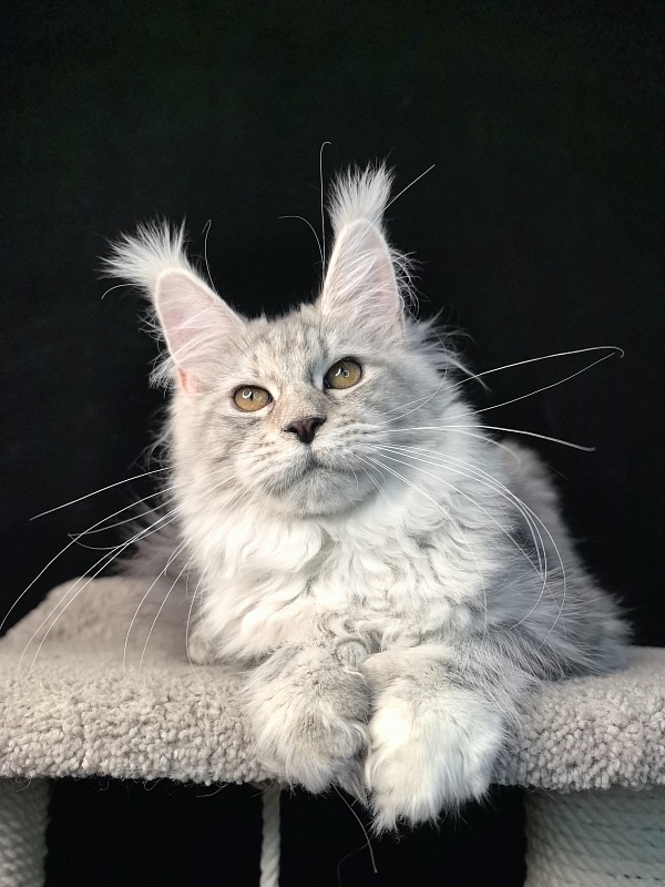 Queen*Tessa Akbars (66/66) - Kitten maine-coon 5 months 2.5 weeks