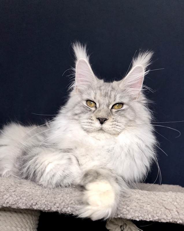 Queen*Tessa Akbars (66/66) - Kitten maine-coon 6 months 1 week