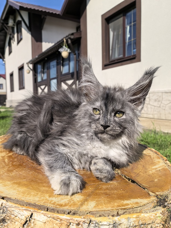 Rio Sun  Akbars - Kitten maine-coon 2 months 2 weeks