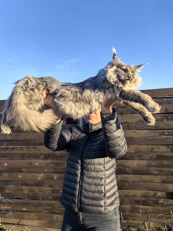 Rio Sun  Akbars - Kitten maine-coon 5 months 4 weeks