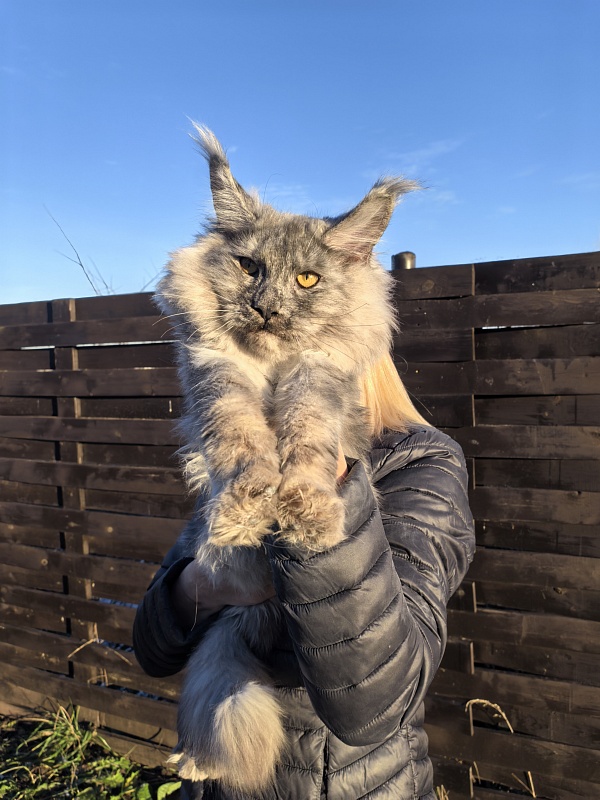 Rio Sun  Akbars - Kitten maine-coon 5 months 4 weeks